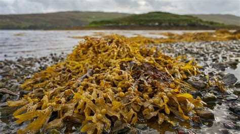 Favorable Environmental Initiative leads to Convert Seaweed into ...