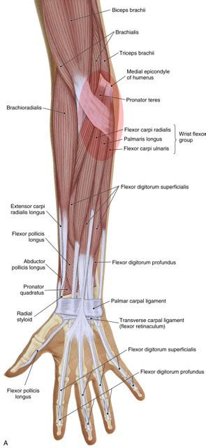 What are the signs and symptoms of Golfer’s Elbow?