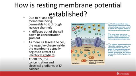 Resting Membrane Potential - YouTube