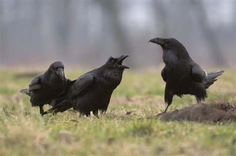 Ravens have social abilities previously only seen in humans