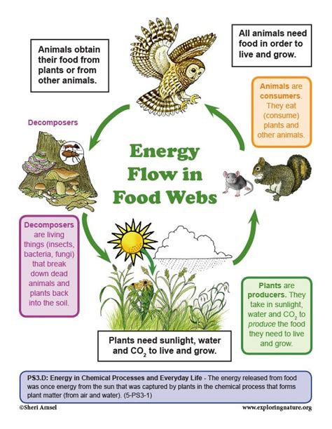 the energy flow in food webs is shown with animals, plants and other things