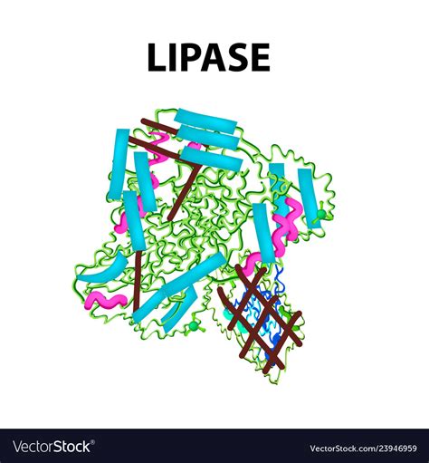 Molecular structural chemical formula lipase Vector Image