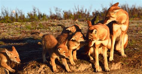 | Ethiopian Wolf