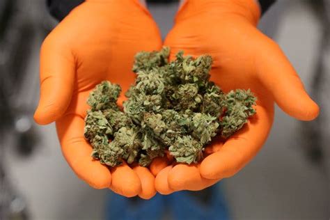 Marijuana Legalization in Canada Has Companies Chasing a Green Rush ...