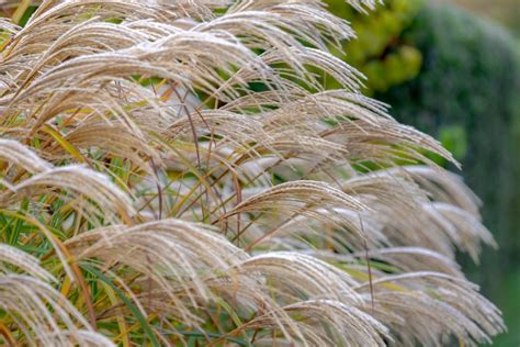 Chinese silver grass: varieties, care & winter hardiness - Plantura