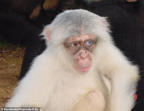 First ever wild albino chimpanzee is spotted in Uganda - shortly before it was killed by its ...