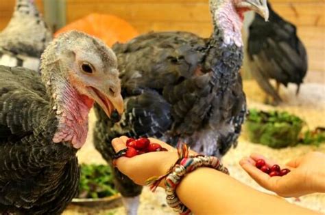 16 Reasons Why Turkeys Are Seriously Cool | PETA