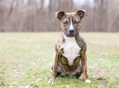 Brindle Pitbull Dog: Breed Info, Pictures, Personality & Facts | Hepper