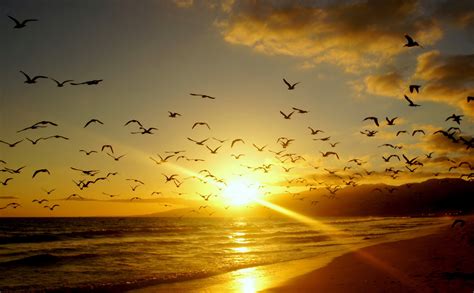 Wallpaper Birds and Clouds - WallpaperSafari