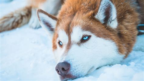 Siberian Husky Snow Wallpaper