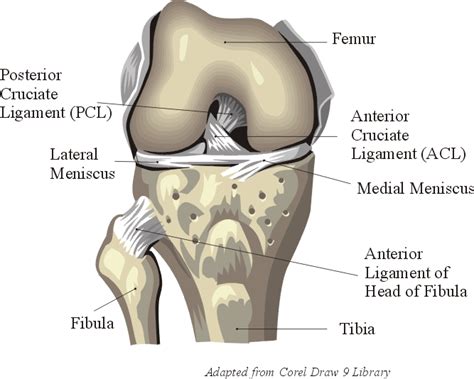 Knee Anatomy