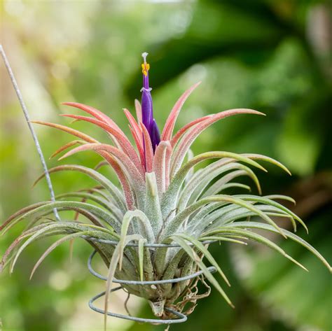 Charming Air Plant For Sale Online | Tillandsia – Tagged "" – Easy To Grow Bulbs