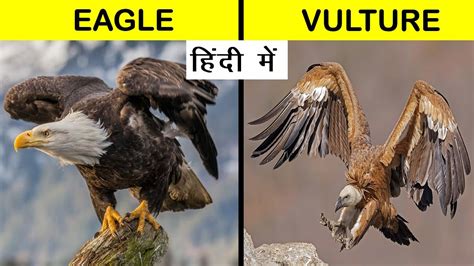 Vulture And Eagle