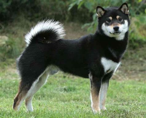 Resultat d'imatges de shikoku inu | Dogs and puppies, Dogs, Puppies