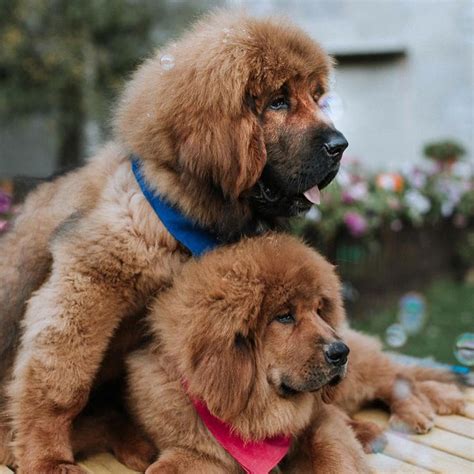 14 Cute Pictures Showing the True Temperament of Tibetan Mastiffs ...