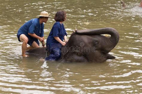 LAMPANG, THAILAND - DECEMBER 7, 2018 : Tourist Thailand, Activities Elephant Bathing Editorial ...