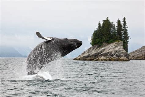 Alaska Wildlife: best places to see animals and whale watching