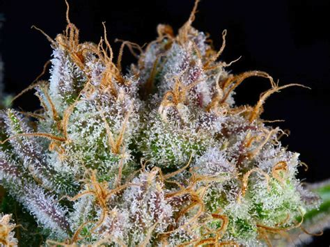 Potent New Marijuana Strains from Subcool Seeds TGA Genetics