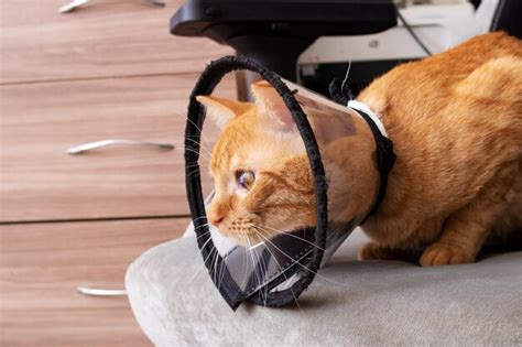 Premium Photo | Kitten in a veterinary protective collar closeup