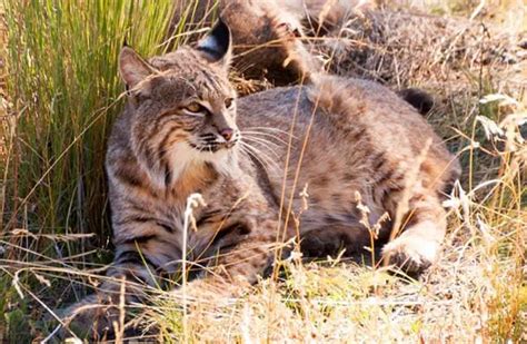 Bobcat - Description, Habitat, Image, Diet, and Interesting Facts