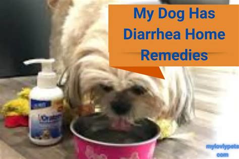 My Dog Has Diarrhea Home Remedies