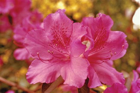 Azalea | Description, Rhododendron, Major Species, & Facts | Britannica