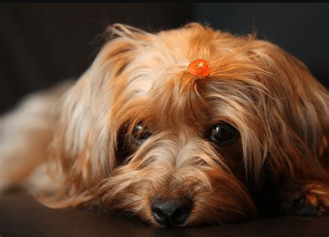 Are Yorkie Poos Hypoallergenic?