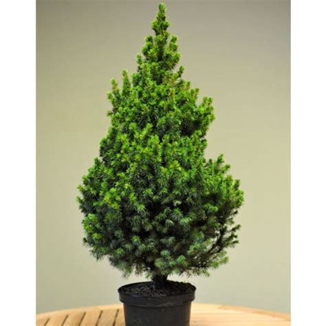 Anak Pokok Pencil Pine / Pokok Krismas | Lazada