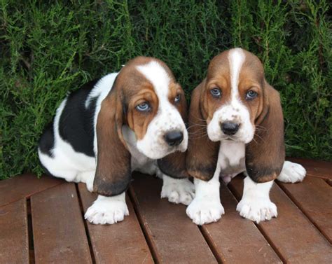 Basset Hound Breed Guide - Learn about the Basset Hound.