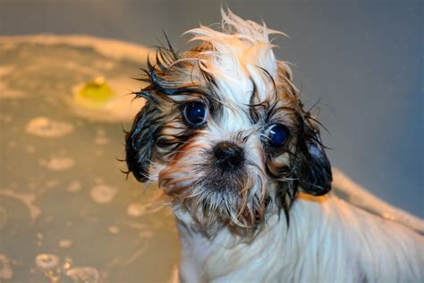 Home Bathing Tips for Your Shih Tzu Puppy | pawsometips.com