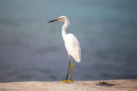 Ardea Alba en Jamaica · Free Stock Photo