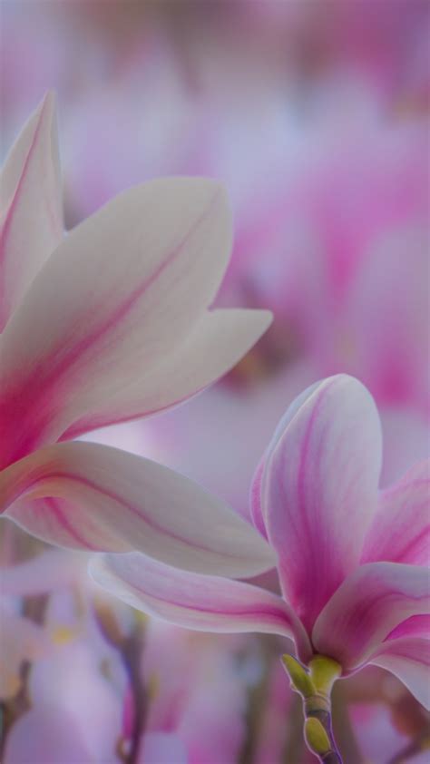 Pink Magnolia Wallpapers - Wallpaper Cave