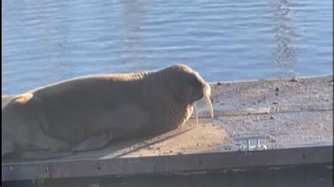 Thor the walrus turns up again - this time in Northumberland - Stafford FM