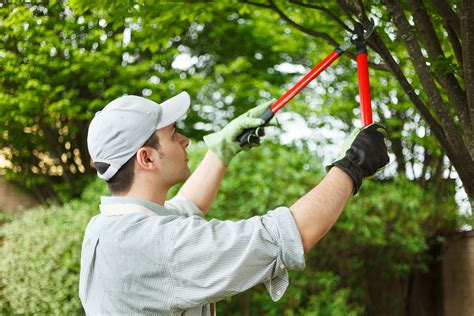 Five Types of Tree Pruning - Acer Landscape Services - Landscape & Lawn ...