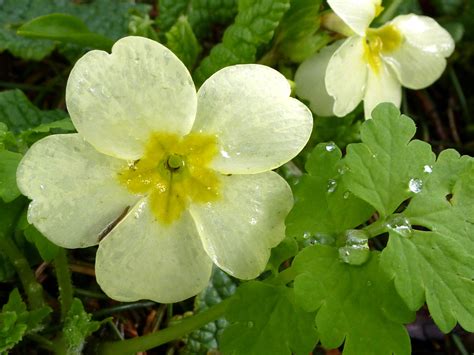 Fresh pale yellow primrose flower with raindrops Creative Commons Stock ...