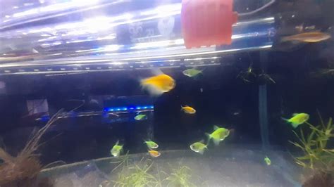 Aquarium Glo Fish at Rs 80/piece | एक्वेरियम की फिश - Joe Aqua World, Mumbai | ID: 22487019191