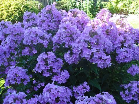 Purple Phlox | Plants, Garden, Beautiful pictures