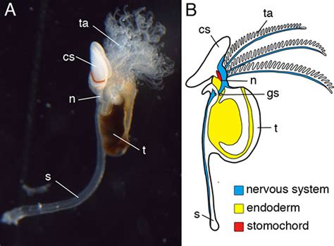 Examples Of Hemichordata