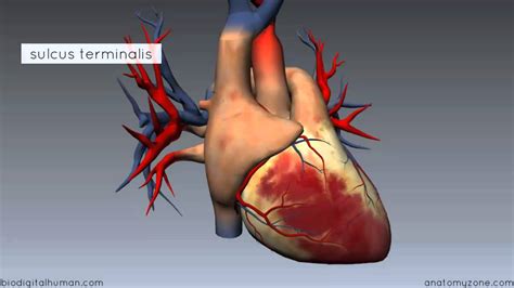 3d Diagram Of Heart
