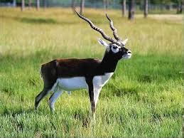 Wildlife Lover's: PUNJAB URIAL, CHINKARA & BLACK BUCK