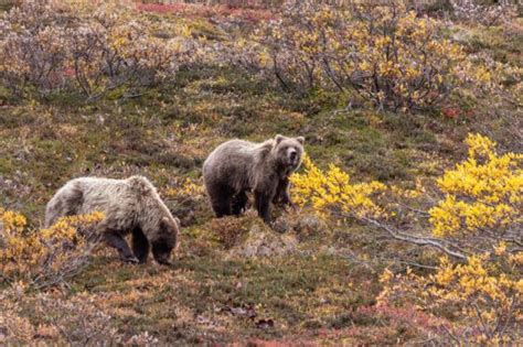 Denali National Park Wildlife: 10 TOP Animals to Spot - National Parks Mom