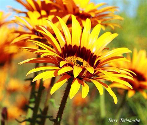 Namaqualand's sensational spring season - Africa Geographic