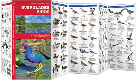 Everglades Birds (Pocket Naturalist® Guide)