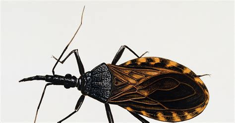 Remain Calm: Kissing Bugs Are Not Invading the US | WIRED