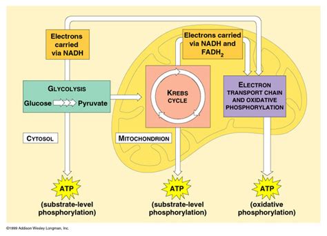 Oxidative Phosphorylation Cycle