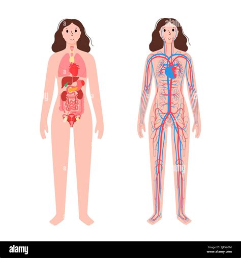 Circulatory system and organs, illustration Stock Photo - Alamy