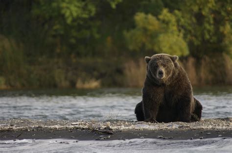 Best National Parks for spotting Wildlife in USA - National Parks Database