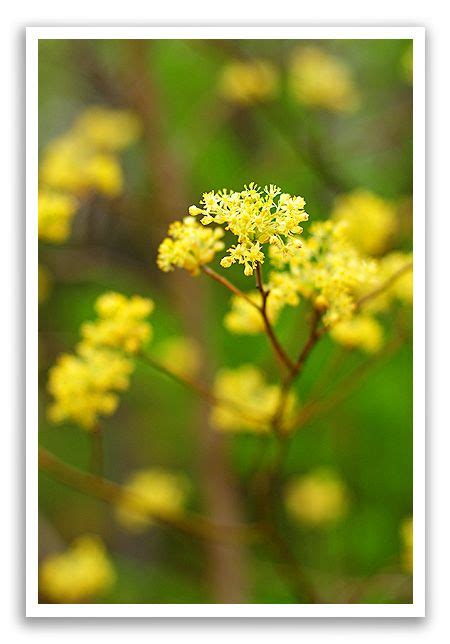 Sassafras | Sassafras tree, Flowers, Plants