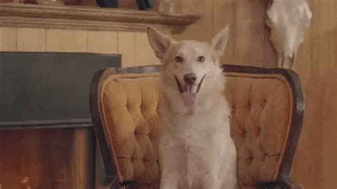 Excited Dog GIF by Mattiel - Find & Share on GIPHY