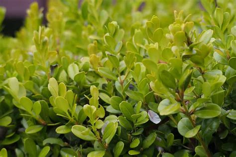 16+ Luscious Boxwood Varieties With Pictures + Care Tips - MyMyDIY | Inspiring DIY Projects